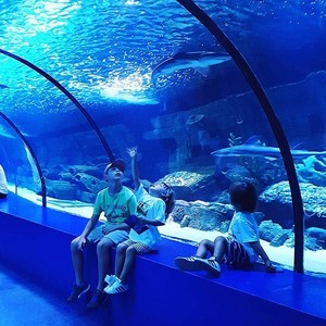 Planche Courbe en Acrylique Transparent Personnalisée avec Services d'Extrusion et de Découpe pour Aquariums et Oceanariums - Product Image 4