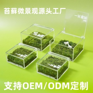 Un mini jardín, caja de musgo, vegetación para escritorio de oficina, plantas en maceta, decoraciones creativas para mesa, un micro paisaje curativo - Product Image 2