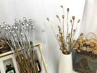 Every Love Little Baby Pods Fleurs séchées naturelles pour arrangements floraux DIY et décoration
