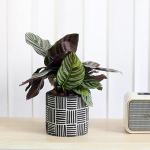 Pot de fleurs créatif en céramique noire ancienne Arum cylindrique moderne respirant 3-6L pot de sol ensemble de bureau Pot de poterie en gros - Product Image 2