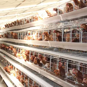 Automatic Layer 3 Tiers 4 Tiers H Type Egg Chicken Cage Poultry Breeding Equipment Chicken Battery Cage