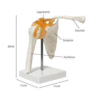 Modelo de <span class=keywords><strong>Esqueleto</strong></span> <span class=keywords><strong>Humano</strong></span> FRT026, Modelo de Articulación del <span class=keywords><strong>Hombro</strong></span> con Ligamento, Ciencia Médica, Anatomía del <span class=keywords><strong>Hombro</strong></span>, Material Didáctico - Product Image 1