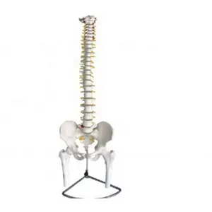 Tıp bilimi PVC iskelet modeli esnek omurga Pelvis ve Femur modeli eğitim eğitimi için anatomisi modeli