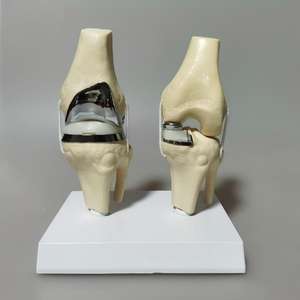 Modelo de <span class=keywords><strong>Rodilla</strong></span> Doble Artificial de Tamaño Real, Modelo de Demostración de Anatomía de <span class=keywords><strong>Rodilla</strong></span> Humana para Enseñanza y Entrenamiento Médico - Product Image 2