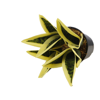Fausses plantes de bonsaï jaunes de haute qualité, lot de 10, 14CM, serpent artificiel, pour l'intérieur