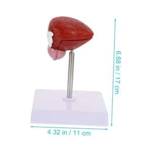 Modelo Anatómico Humano de Anatomía Médica Popular, Modelo de Enseñanza Médica del Sistema Urinario, Vejiga Humana, Modelo Anatómico Tridimensional de Dos Partes - Product Image 2