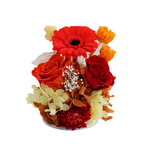 Flores preservadas Margarita Africana Gerbera <span class=keywords><strong>jamesonii</strong></span> PARA EL Día de San Valentín Regalo de Navidad Decoración interior Dormitorio - Product Image 1