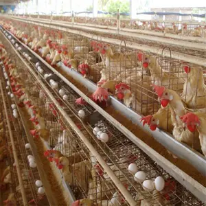 Q235 Hot Galvanized Wire Chicken Layer Cages 1000 Birds Farm For Sale