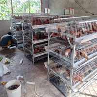 Kandang Ayam Petelur Tipe H Berkualitas Tinggi Berlapis Galvanis untuk Peternakan Unggas Komersial Tidak Berlaku untuk Puyuh