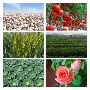 <span class=keywords><strong>Imidaclopride</strong></span> 70% WP – Insecticide en poudre pour l'agriculture contre les pucerons du chou, les planthoppers du riz et les thrips - Product Image 4