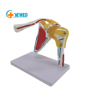 Modelo anatómico 1:1, modelo de articulación de hombro de tamaño real, suministros de enseñanza de ligamento, modelo de esqueleto humano de hombro de ciencia médica - Product Image 1