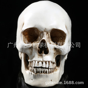 Modelo de Cráneo Humano de Resina 1:1 para Pintar, Arte de Cráneo Humano, Músculos, Esqueleto, Anatomía, Bellas Artes - En Stock - Product Image 3
