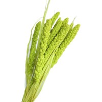 Bunga Kering Millet Kecil yang Diwarnai, Buket Bunga Asli, Bahan Rangkaian Bunga Gaya Rustic untuk DIY, Dekorasi Rumah