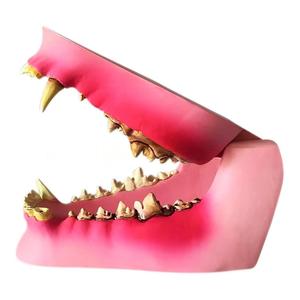 Veteriner Ağız Anatomisi Öğretimi için Diş Hastalığı Patolojisi içeren Köpek Çene Modeli - Product Image 2