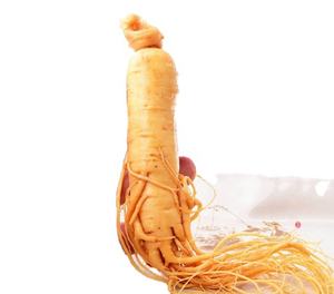 <span class=keywords><strong>Ginseng</strong></span>-extracto de <span class=keywords><strong>Ginseng</strong></span>, producto seco de raíz fresca a buen precio - Product Image 1