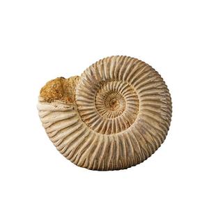 Fossiles d'ammonites naturels, pierres brutes, décorations minimalistes modernes pour bureau, accents pour armoire à vin, souvenirs portables - Product Image 5
