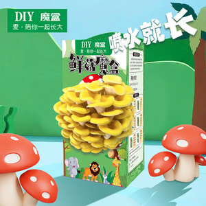 Kit de culture de champignons DIY, boîte de culture de champignons huîtres jaunes de 10 cm, cadeau éducatif pour enfants, activité de plantation - Product Image 4