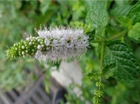 KAIYANGE Vente en gros de fragments de menthe verte brute, marque privée, thé à la menthe verte, Mentha Spicata L., feuilles de menthe séchées