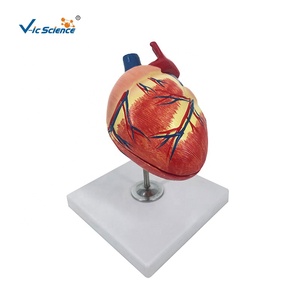 Modelo de Corazón Canino de Dos Partes en PVC, Modelo de Corazón Canino a Escala 1:1, Modelo Anatómico de Corazón de Perro, Ayuda Didáctica <span class=keywords><strong>Veterinaria</strong></span> - Product Image 1