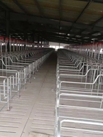 Nouvelles cages de gestation pour truies, équipement d'élevage porcin, cages à porcs galvanisées à chaud