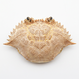 Coquille de crabe naturelle séchée de haute qualité pour l'alimentation en restauration, provenant du Vietnam / Coquille de crabe entière nettoyée à prix abordable pour l'exportation - Product Image 1