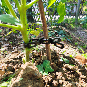 Legame di gomma 100 piedi colore <span class=keywords><strong>nero</strong></span> regolabile cravatta per <span class=keywords><strong>albero</strong></span> giovane in giardino - Product Image 6