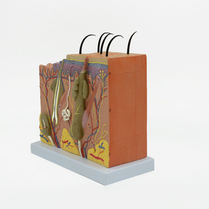 Modèle de peau 3D 70x pour l'enseignement médical en dermatologie : Modèle anatomique agrandi des couches et de la structure de la peau humaine - Product Image 3