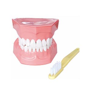 Modelo de cepillado de dientes Dental 2 veces, modelo de guía de cepillo de dientes - Product Image 1