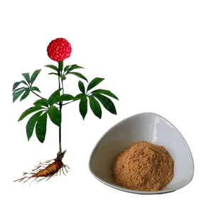 Pure Organic High Quality Best Bulk Panax Noto ginseng/Radix Noto ginseng Extrakt 20:1 mit günstigen Preis und günstigen Preis