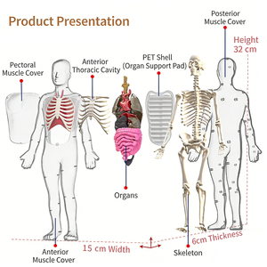 Modè<span class=keywords><strong>le</strong></span> de <span class=keywords><strong>corps</strong></span> <span class=keywords><strong>humain</strong></span> souple pour enfants de 4 à 8 ans avec squelette phosphorescent <span class=keywords><strong>et</strong></span> organes en TPR souple - Product Image 2