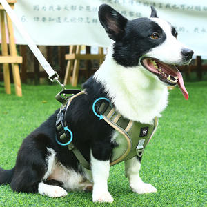 Conjunto de arnés de perro personalizado, collar de Mascota de diseñador y Correa, arnés de cuerpo de perro personalizado, fabricantes de correa de collar de perro - Product Image 1