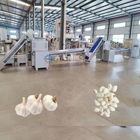 Ligne de production d'ail DY, facile à utiliser, haute productivité, en acier inoxydable, machine à éplucher l'ail 300-4000 kg/h, pour le commerce