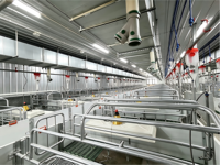 Cage de maternité galvanisée à chaud pour porcs, enclos de gestation robuste pour truies et box de maternité pour élevages porcins commerciaux