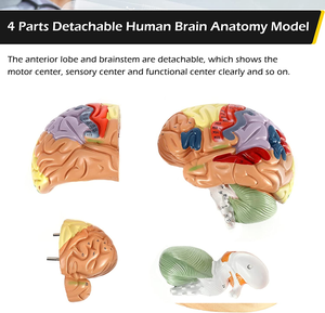 Human <strong>Brain</strong> Model Anatomy Display Stand Life Size Color Human <strong>Brain</strong> Anatomical Model for Teaching Science Classroom Study - Product Image 5