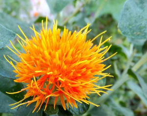 Polvere <span class=keywords><strong>di</strong></span> Zafferano Naturale 10:1, <span class=keywords><strong>Estratto</strong></span> <span class=keywords><strong>di</strong></span> <span class=keywords><strong>Cartamo</strong></span> Antidepressivo - Product Image 2