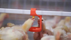 Tasses à eau automatiques pour mamelon de poulet Équipement agricole pour volaille Bol à eau de <span class=keywords><strong>faisan</strong></span> suspendu en état neuf et d'occasion - Product Image 5