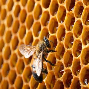 Silicona de Grado Platino 1:1 Económica para Modelado con Cera de Abeja, Silicona de Grado Alimenticio - Product Image 1