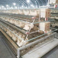 Cages automatiques de type A pour poules pondeuses - Acier galvanisé à chaud avec système de bande à fumier