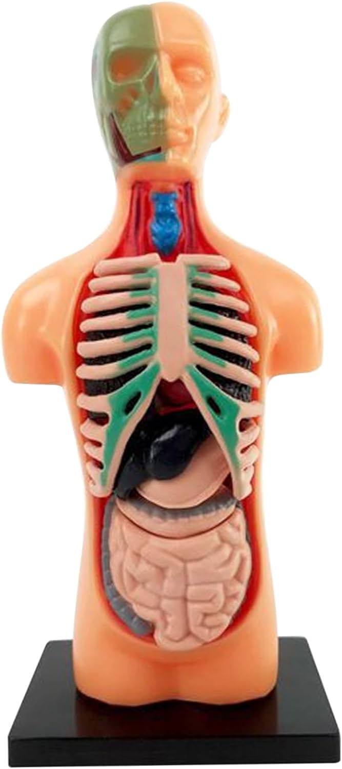 Modello 3D Del Corpo Umano Per Bambini – Con Organi, Ossa E Vasi Sanguigni Rimovibili – Altezza 32 Cm
