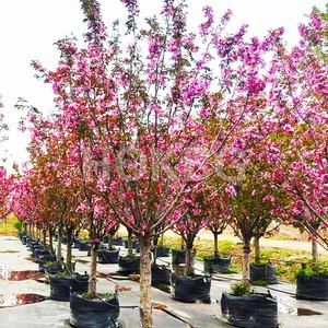 HOKBG 150 litros 40 galones precio de fábrica Anti-UV resistente PP tejido macetas de jardín y macetas Malus spectabilis bolsa de cultivo de vivero - Product Image 5