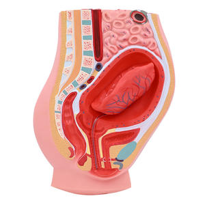 อุปกรณ์การศึกษาแบบจำลองทางกายวิภาคสำหรับการจำลองหลัง<span class=keywords><strong>คลอด</strong></span>ส่วนท้อง-อุ้งเชิงกรานผู้หญิง - Product Image 4