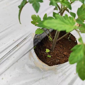 Feuilles <span class=keywords><strong>de</strong></span> <span class=keywords><strong>paillage</strong></span> des abeilles <span class=keywords><strong>de</strong></span> jardin Tomate agricole biodégradable Best Seller <span class=keywords><strong>Film</strong></span> <span class=keywords><strong>de</strong></span> paillis plastique agricole <span class=keywords><strong>Film</strong></span> <span class=keywords><strong>de</strong></span> paillis noir argenté - Product Image 6