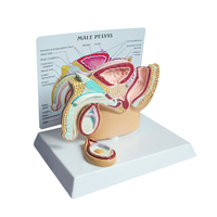 Modelo de Pelvis, Ciencia Médica, Pene, Genitales Humanos, Modelo Anatómico de Pelvis Masculina