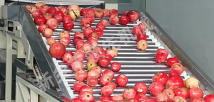 Chất lượng tốt lựu nhà máy chế biến, trái cây lột máy ấn độ, lựu lột máy - Product Image 2