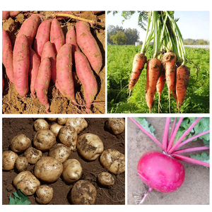 Máy kéo gắn trang trại sử dụng khoai lang <span class=keywords><strong>Digger</strong></span> máy/Mini khoai tây thu hoạch máy để bán - Product Image 6