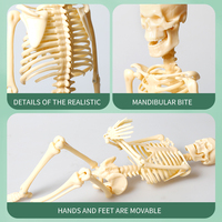 Modèle de squelette anatomique miniature du corps humain de 30 cm pour l'école