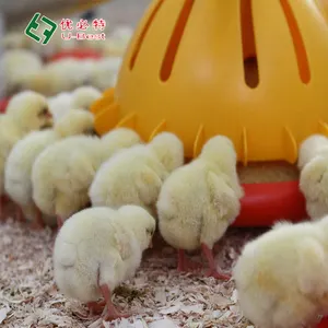 닭 사료를 먹이는 완전 자동 완전 육계 가금류 농장 장비