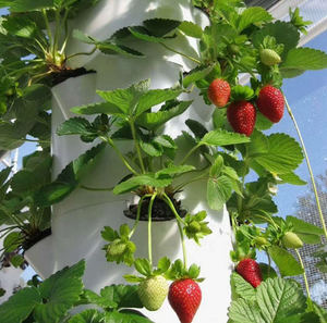 เครื่องปลูกผักแบบไฮโดรโปนิกส์ข้ามพรมแดน แบบตั้งเสา สำหรับการศึกษาวิทยาศาสตร์ในโรงเรียน อุปกรณ์ปลูกแบบไร้ดิน - Product Image 5