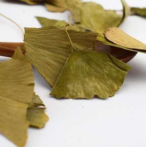Bai Guo Ye Feuille De <span class=keywords><strong>Ginkgo</strong></span> Séchage Brut Nouvelles <span class=keywords><strong>Feuilles</strong></span> De <span class=keywords><strong>Ginkgo</strong></span> <span class=keywords><strong>Biloba</strong></span> Séchées Naturelles De Haute Qualité - Product Image 5