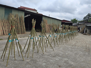 Estacas de bambú para viveros, varillas de bambú para flores, estacas de bambú de diámetro pequeño, ecológicas, para viñedos, proveedor de cañas de bambú, gran venta en Vietnam - Product Image 3